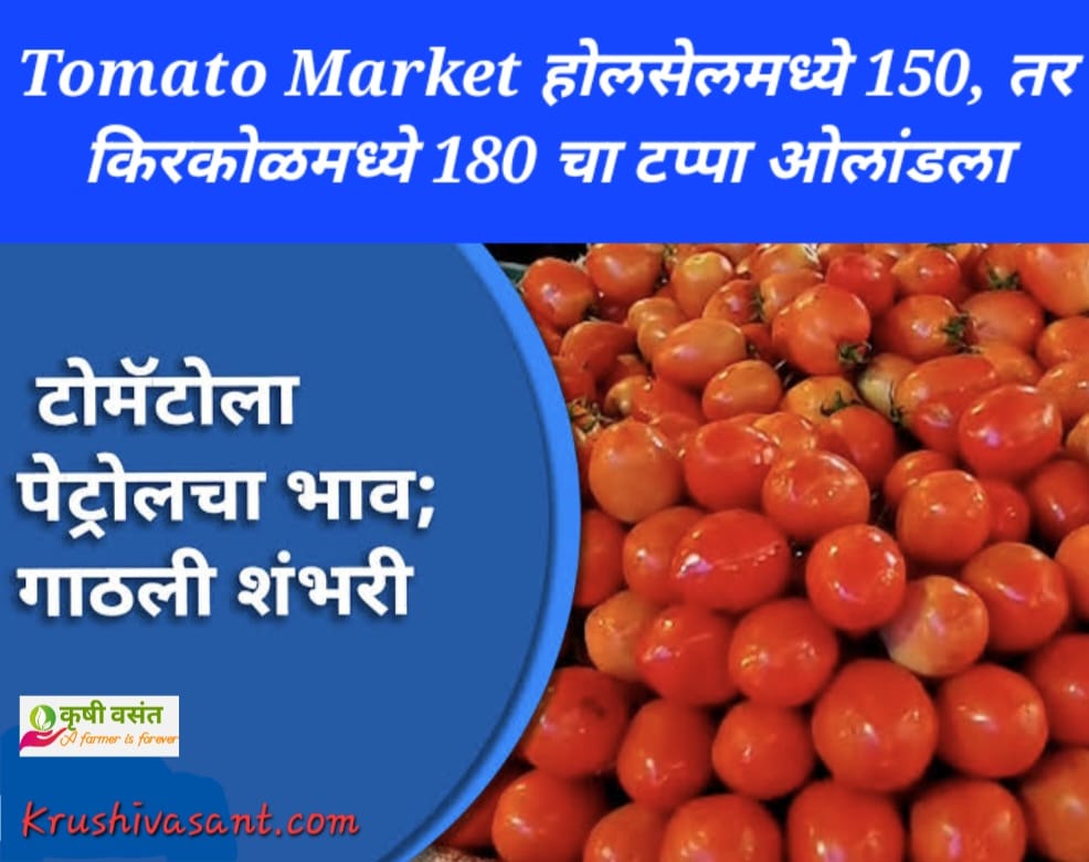 Tomato Rates टोमॅटोला पेट्रोलचा भाव , होलसेलमध्ये 150, तर किरकोळमध्ये 180