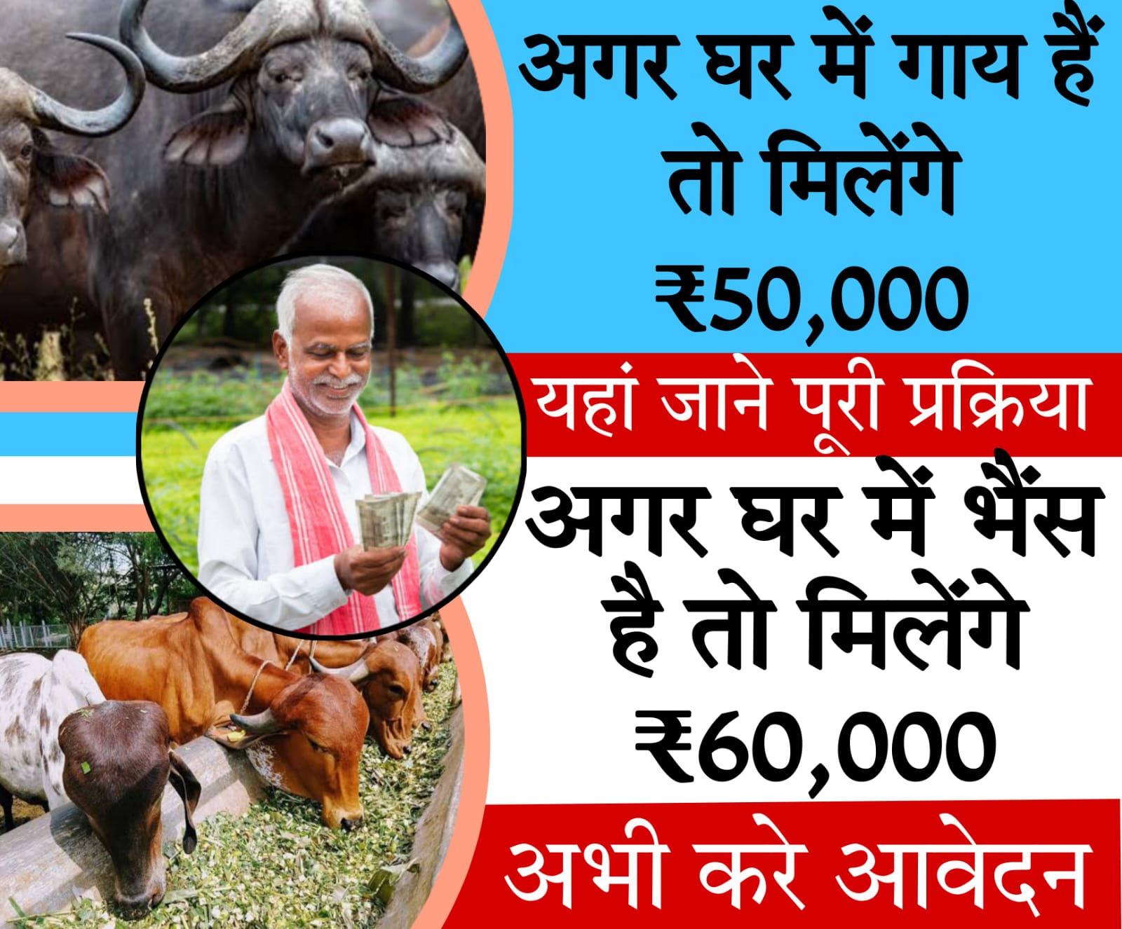 buffalo loan scheme